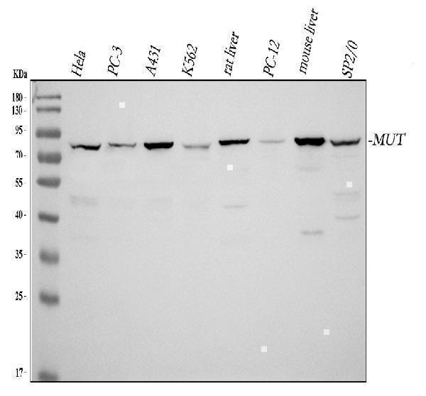 a01065 mut primary antibodies wb testing 1_1
