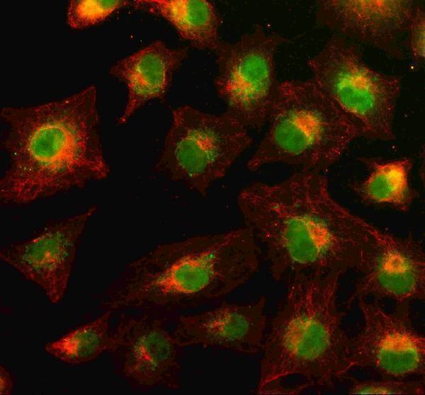  IF analysis of PYK2/PTK2B using anti-PYK2/PTK2B antibody (A01066-1) and anti-Beta Tubulin antibody (M01857-3)
