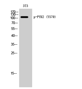 a01066y579 ptk2b primary antibodies wb testing 2