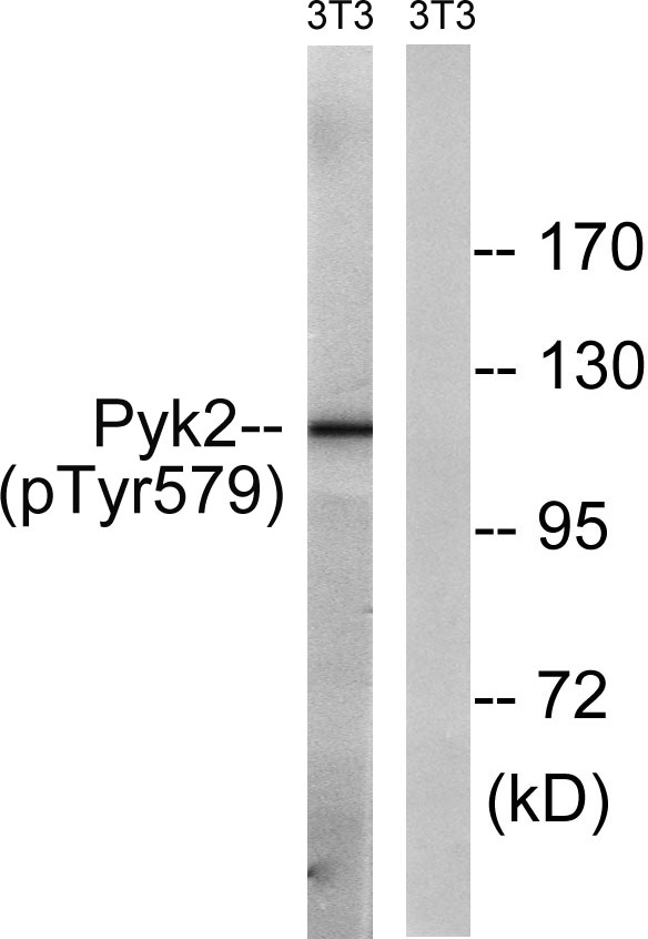 a01066y579 ptk2b primary antibodies wb testing 3