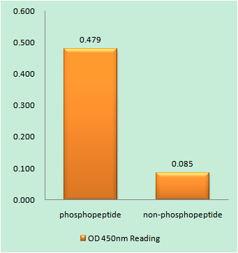 a01066y881 ptk2b primary antibodies elisa testing 1