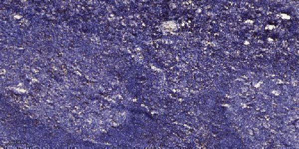 Immunohistochemical analysis of paraffin-embedded human tonsil
