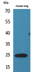 Western Blot analysis of mouse lung cells using ET-1 Polyclonal Antibody
