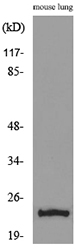Western blot analysis of lysate from mouse lung, using EDN1 Antibody