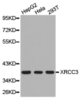 Western blot analysis of extracts of various cell lines, using XRCC3 antibody