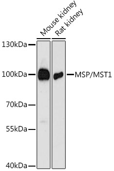 a01069 mst1 primary antiboties wb testing 1