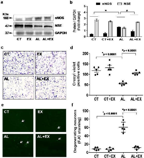 Effect of exercise on alcohol induced neuronal damage
