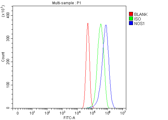  Flow Cytometry analysis of U87 cells using anti-nNOS (neuronal)/NOS1 antibody (A01070-2)