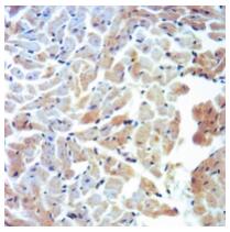 Immunohistochemical analysis of CYP11A1 staining in rat heart formalin fixed paraffin embedded tissue section