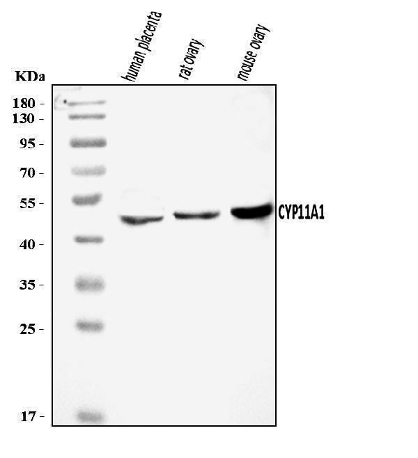  Western blot analysis of CYP11A1 using anti-CYP11A1 antibody (A01071-2)