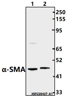 a01072 1 acta2 primary antiboties wb testing 2