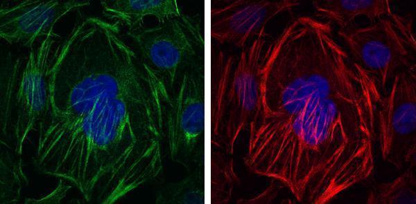 a01072 acta2 primary antibodies if testing 4