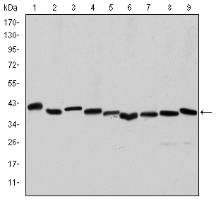 Western Blot analysis using ACTA2 Monoclonal Antibody against HeLa (1), A431 (2), Jurkat (3), K562 (4), HEK293 (5), HepG2 (6), NIH/3T3 (7), PC-12 (8) and Cos7 (9) cell lysate