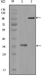a01073 1 hck primary antibodies wb testing 2