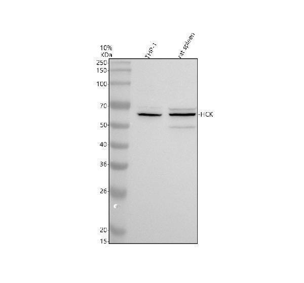 Western blot analysis of HCK using anti-HCK antibody (A01073-3)