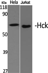 Western Blot analysis of various cells using Hck Polyclonal Antibody