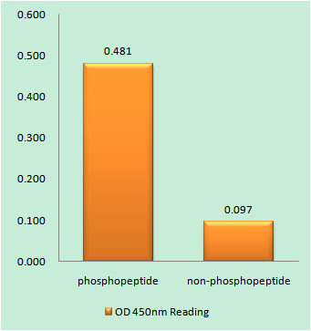 Enzyme-Linked Immunosorbent Assay (Phospho-ELISA) for Immunogen Phosphopeptide (Phospho-left) and Non-Phosphopeptide (Phospho-right), using HCK (Phospho-Tyr410) Antibody