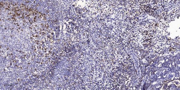 Immunohistochemical analysis of paraffin-embedded human tonsil