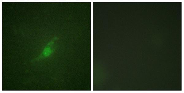 Immunofluorescence analysis of NIH/3T3 cells, using Period Circadian Protein 2 Antibody