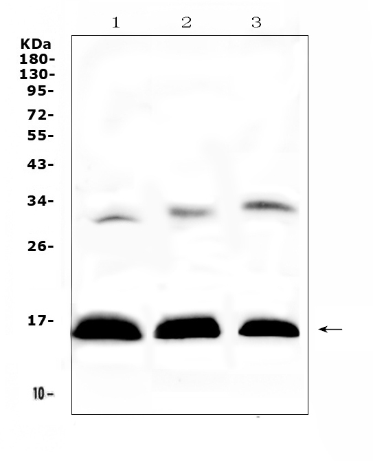 a01076 hbd primary antibodies wb testing 1