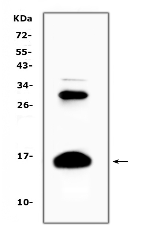 a01076 hbd primary antibodies wb testing 2