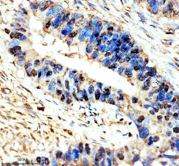 a01077 2 nr1d1 primary antibodies ihc testing 2