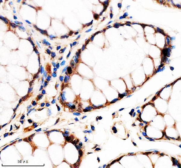a01077 2 nr1d1 primary antibodies ihc testing 3