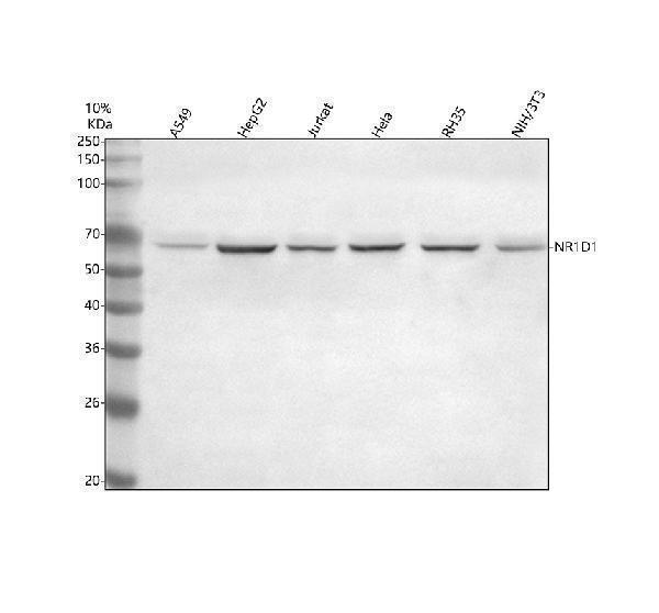  Western blot analysis of NR1D1 using anti-NR1D1 antibody (A01077-2)