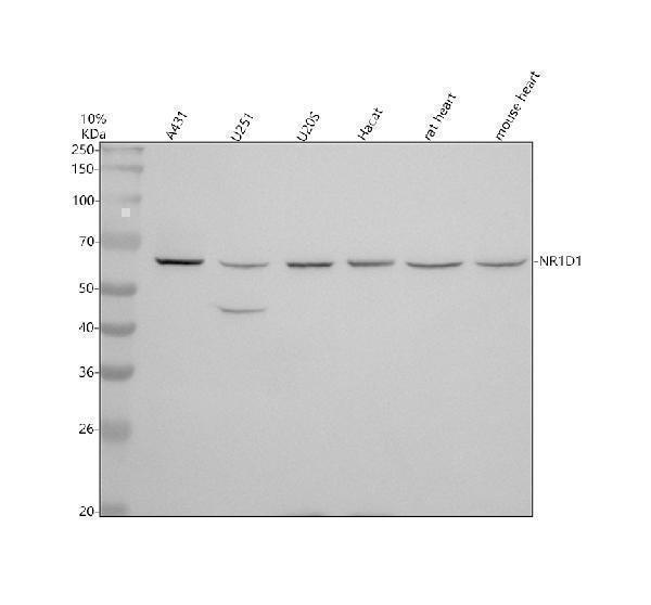 Western blot analysis of NR1D1 using anti-NR1D1 antibody (A01077-2)