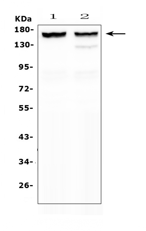 a01078 1 mybpc3 primary antibodies wb testing 1