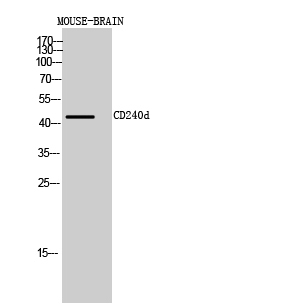 a01082 rhd primary antibodyes wb testing 1