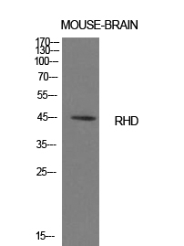 a01082 rhd primary antibodyes wb testing 2