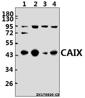 a01083 1 ca9 primary antiboties wb testing 1