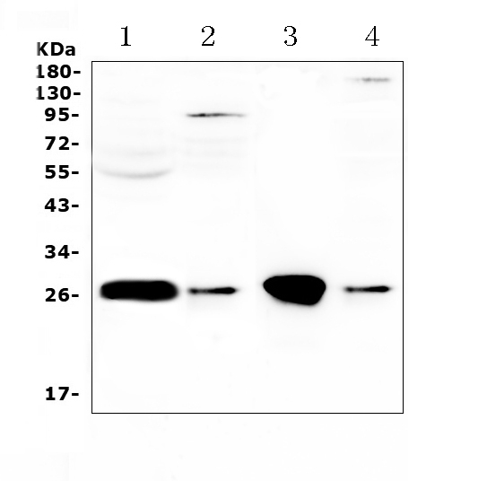 a01084 gstt1 primary antibodies wb testing 1