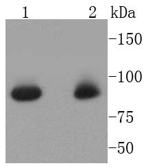 a01087 1 stat5a primary antiboties wb testing 1