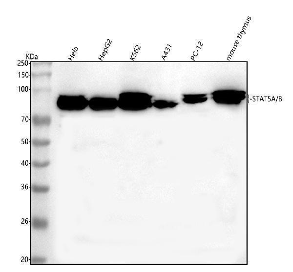 a01087 2 stat5ab primary antibodies wb testing 1
