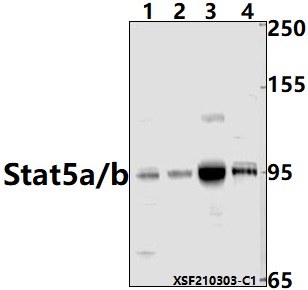 a01087 stat5a primary antiboties wb testing 1