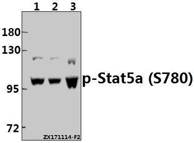 a01087s780 stat5a primary antiboties wb testing 1