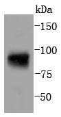 a01087y694 1 stat5a primary antiboties wb testing 1