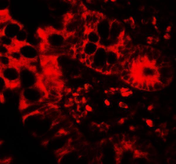 a01088 apobec3b primary antibodies if testing 3
