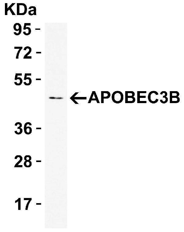a01088 apobec3b primary antibodies wb testing 1