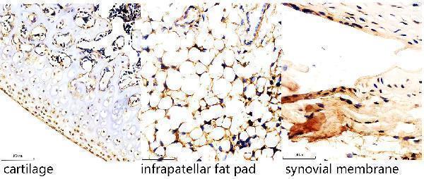a01089 rbp4 primary antibodies ihc testing 7_1