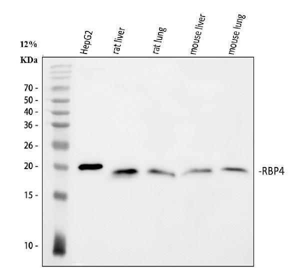 a01089 rbp4 primary antibodies wb testing 1_1