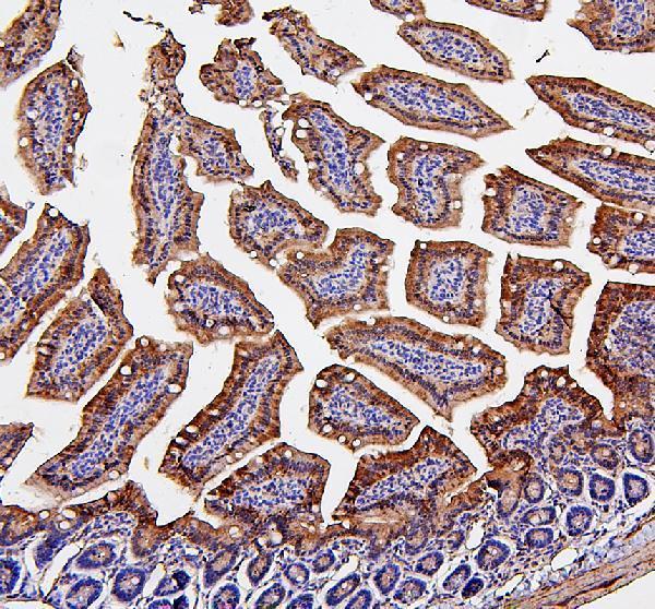 a01090 sdhb primary antibodies ihc testing 4_1