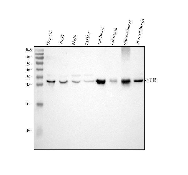 Western blot analysis of SDHB using anti-SDHB antibody (A01090)
