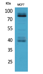 a01092 1 il1r1 primary antibodies wb testing 2