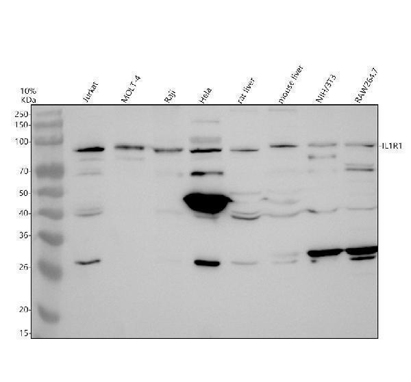 a01092 3 il1r1 primary antibodies wb testing 1