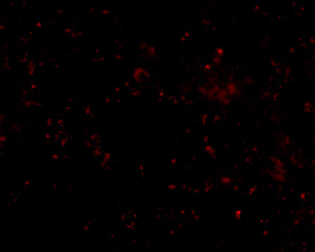 a01093 scarb1 primary antibodies if testing 3