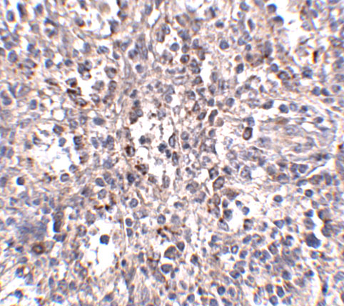 a01093 scarb1 primary antibodies ihc testing 2
