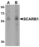 a01093 scarb1 primary antibodies wb testing 1